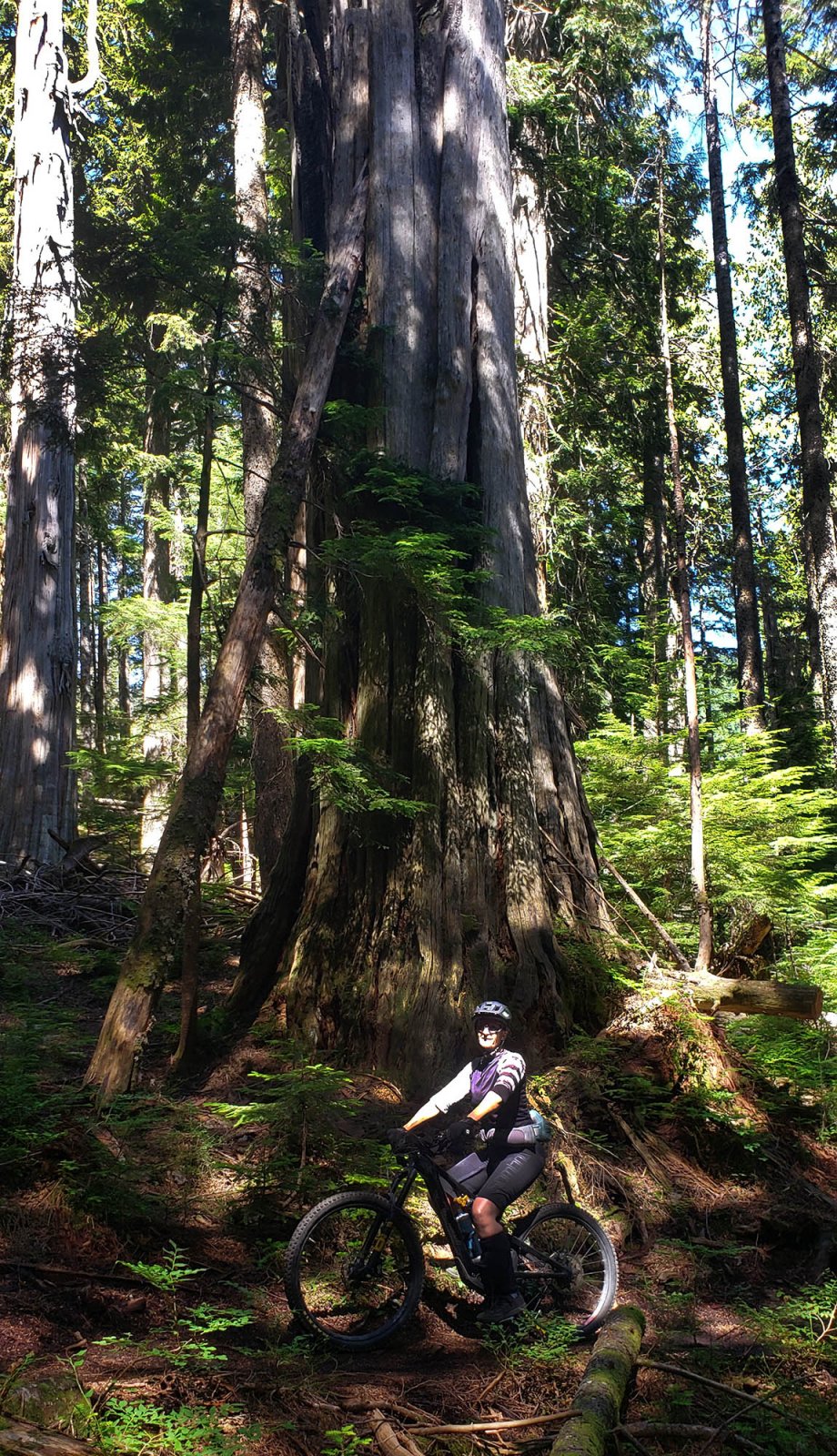 02 Old Growth.JPG