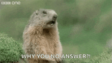 1777492517039.gif