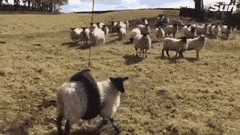 19665133-0518-4F03-A215-3E5DC62296BF.gif