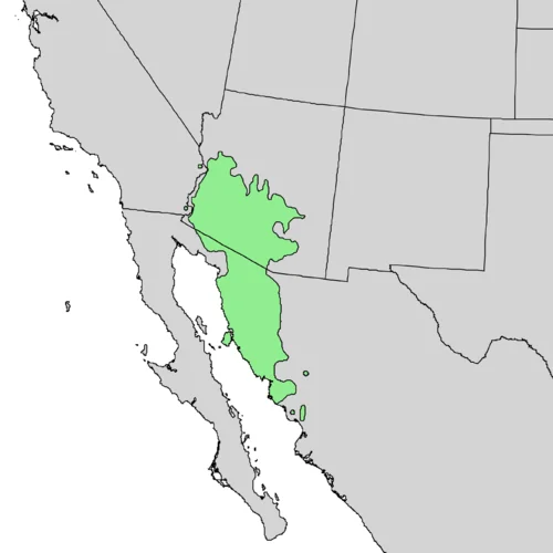 500px-Carnegiea_gigantea_range_map_3.webp
