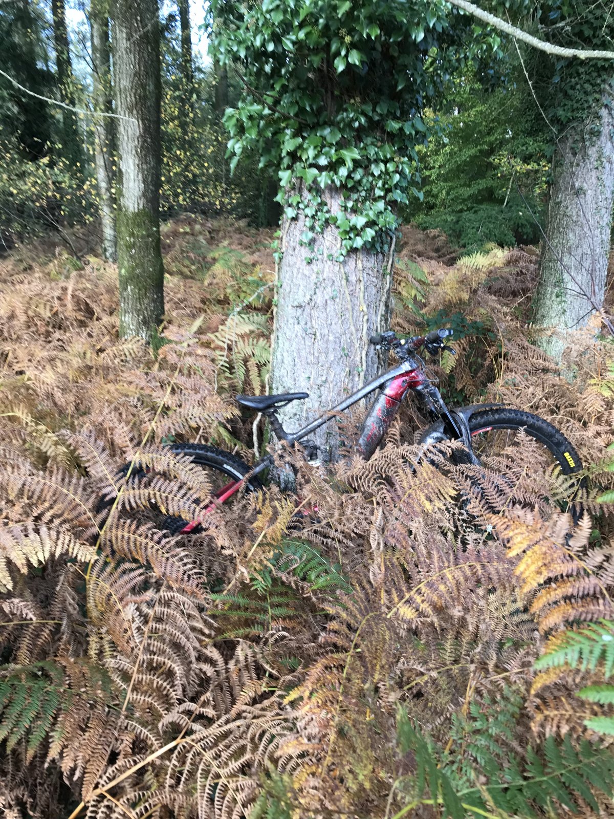 7DE57D55-B87A-4CA2-8D16-523F798BFBDD.jpeg