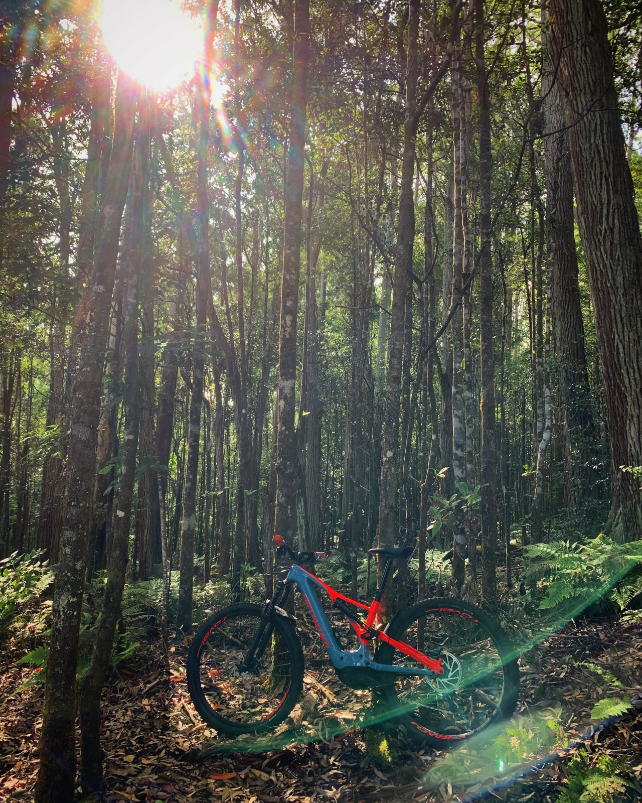 955F21FD-B17E-4724-B799-D2436AE003AC.jpeg