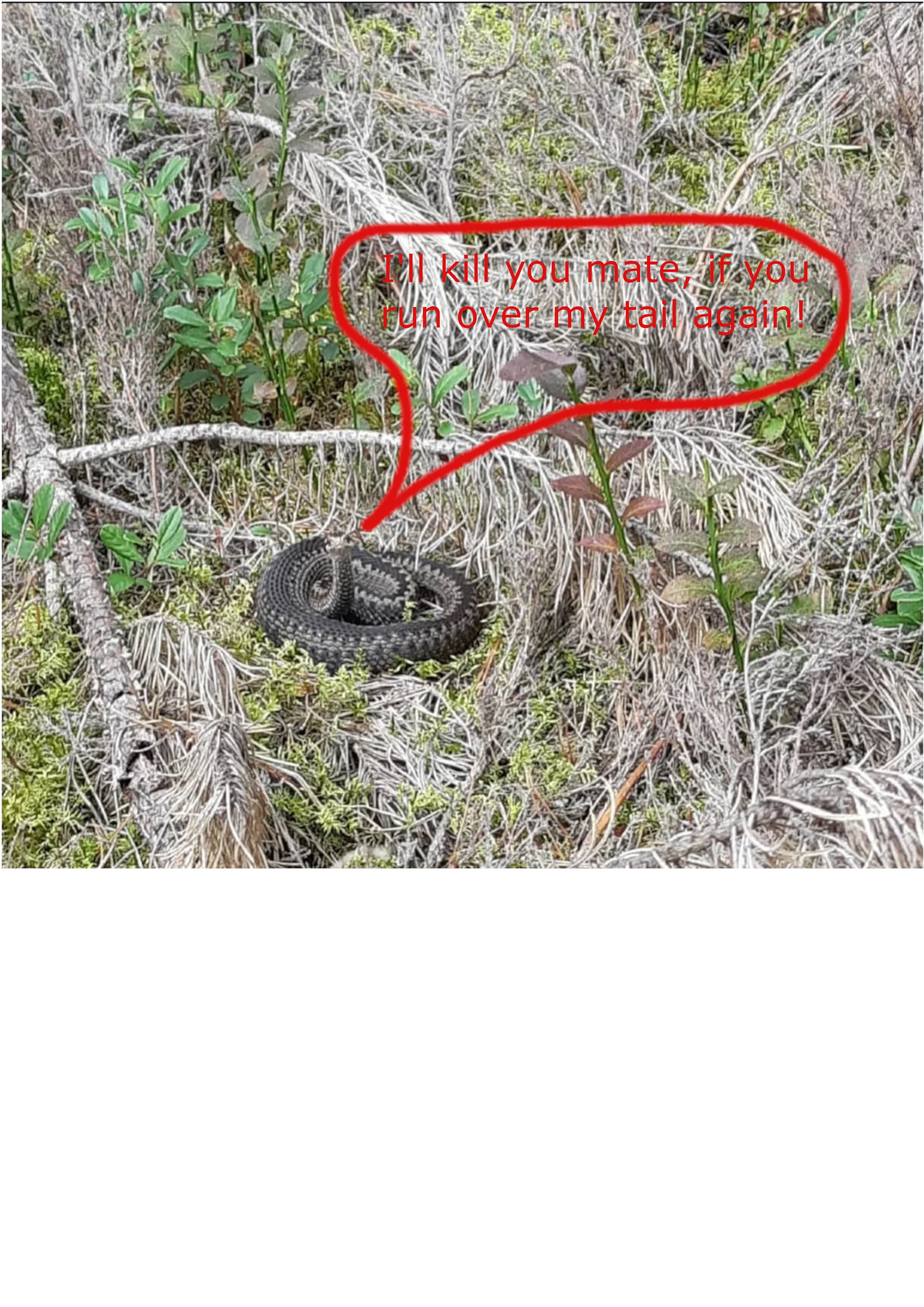 Adder.webp