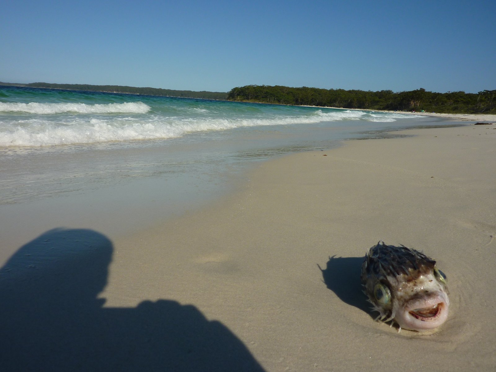 Akbar on the beach.jpg