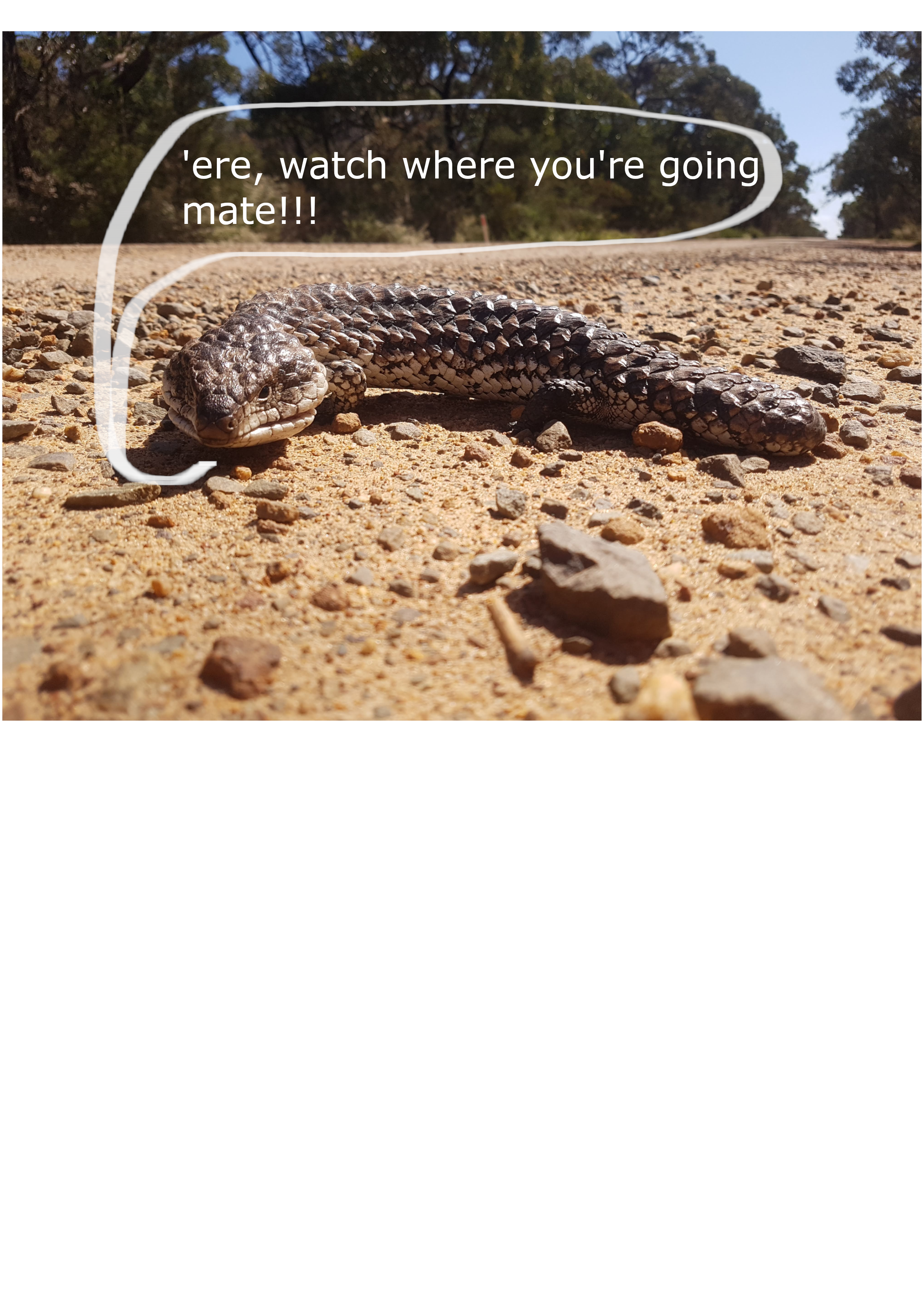 AusLiz.png