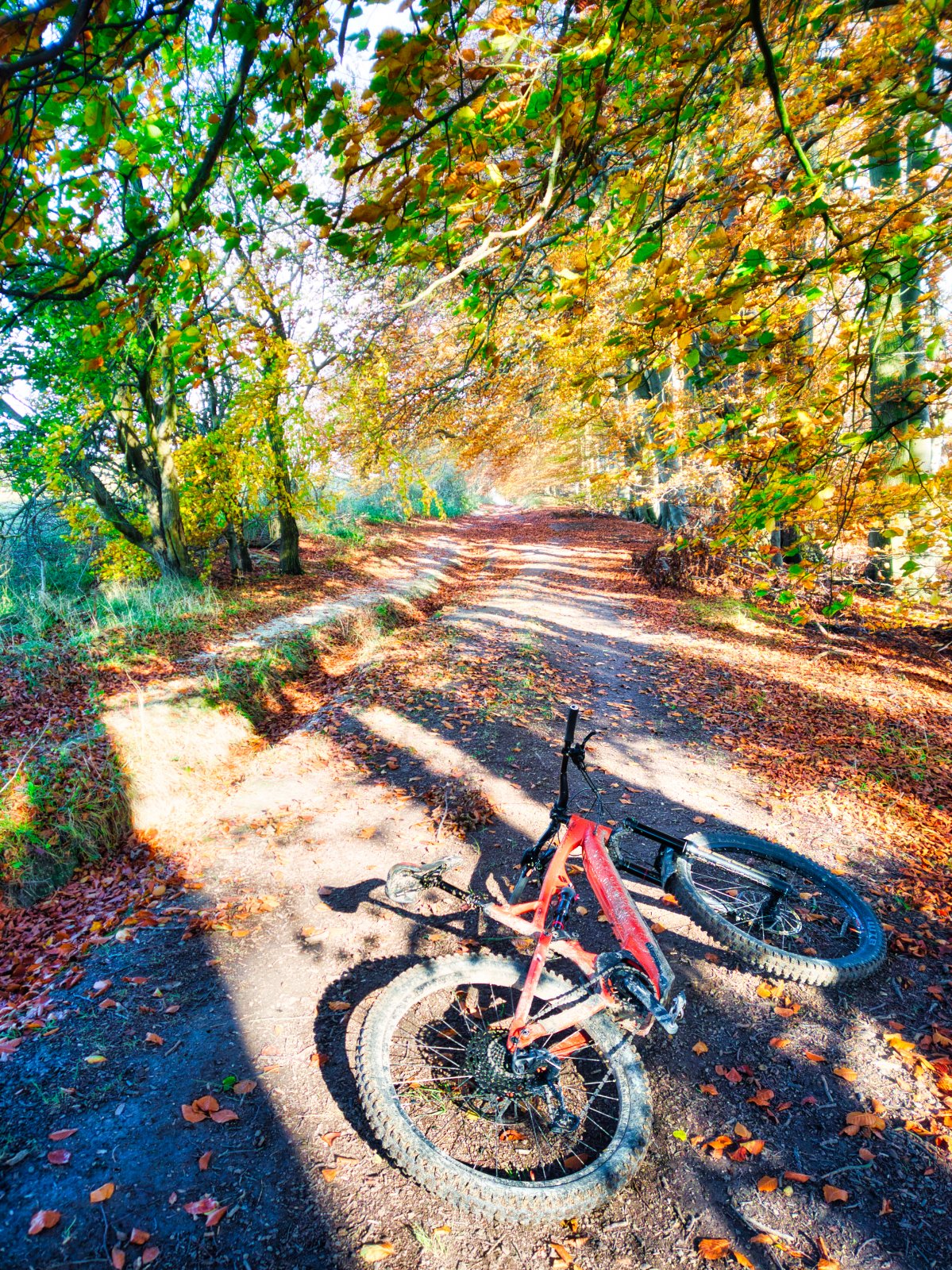 Autumn sun.jpeg