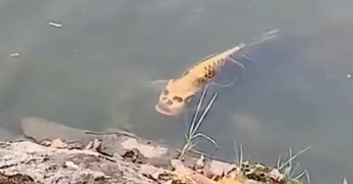 bamfish.jpg