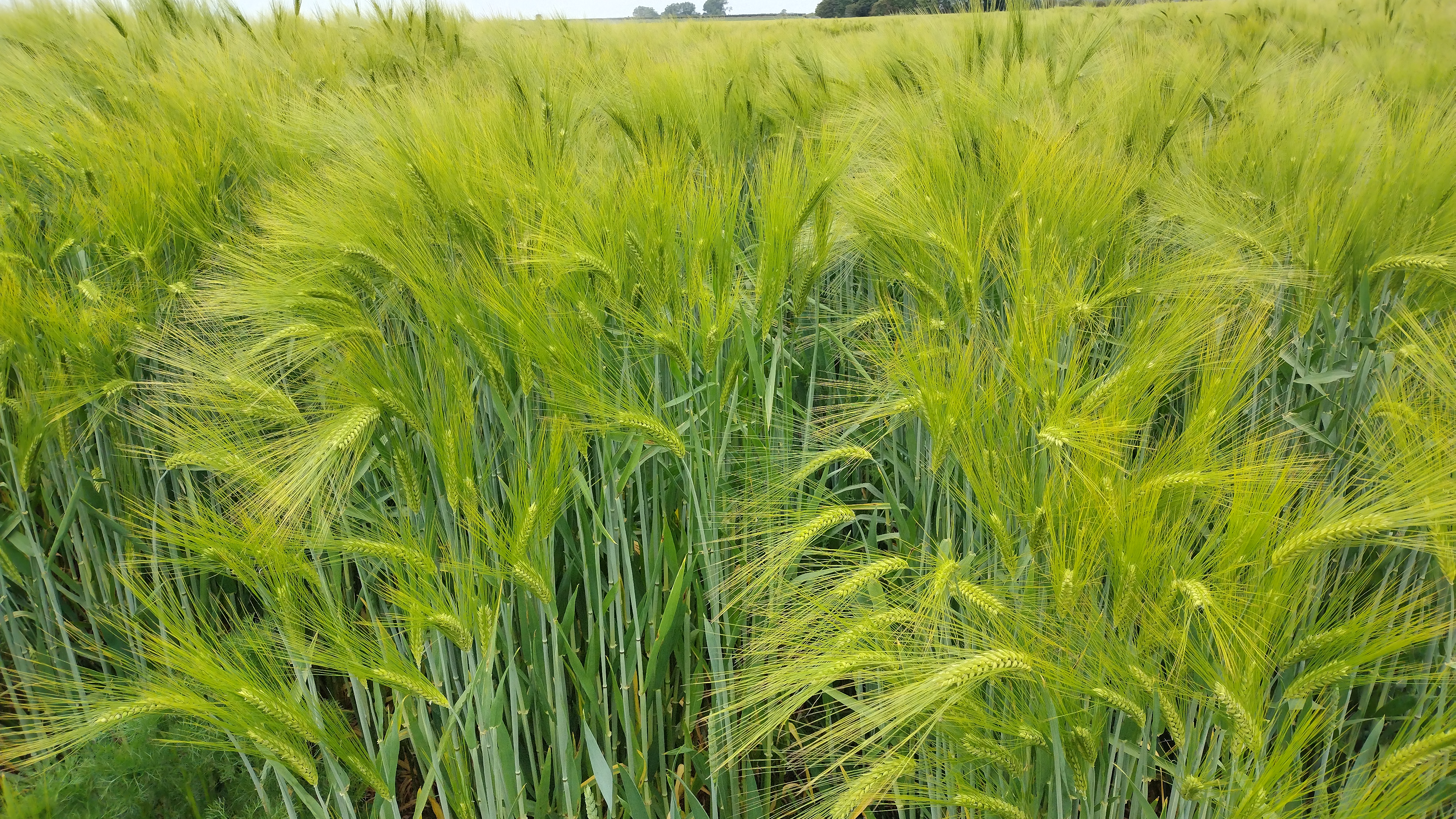 Barley 2.jpg