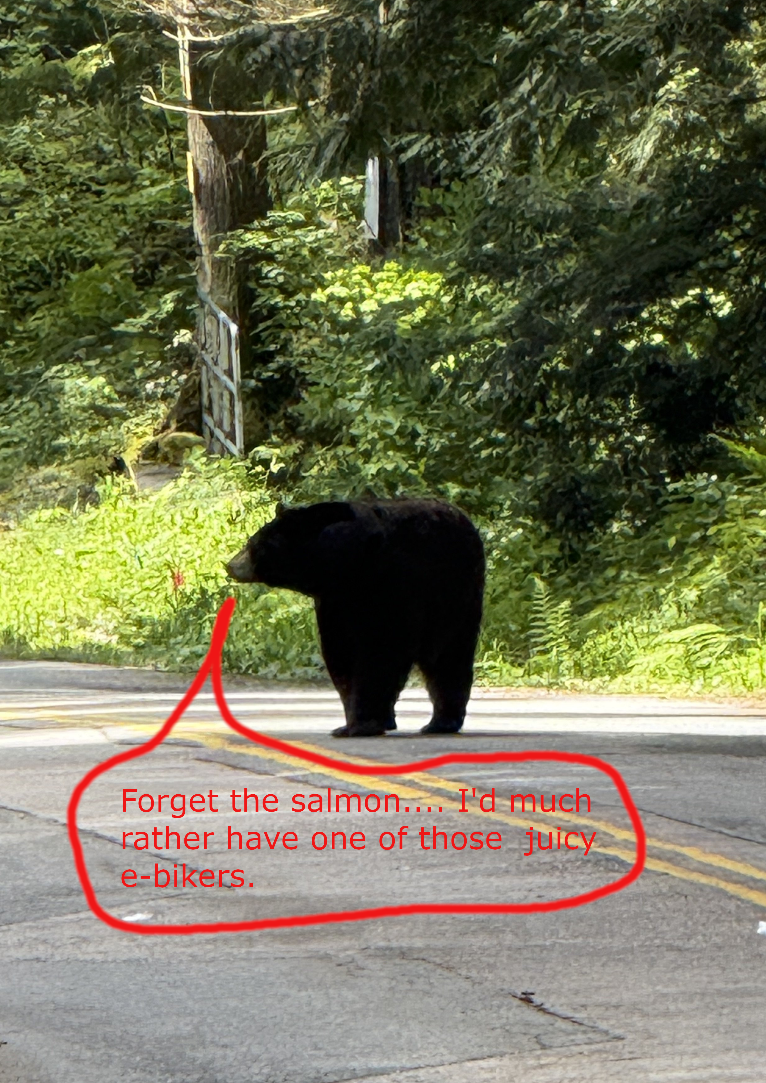 Bear 2.png
