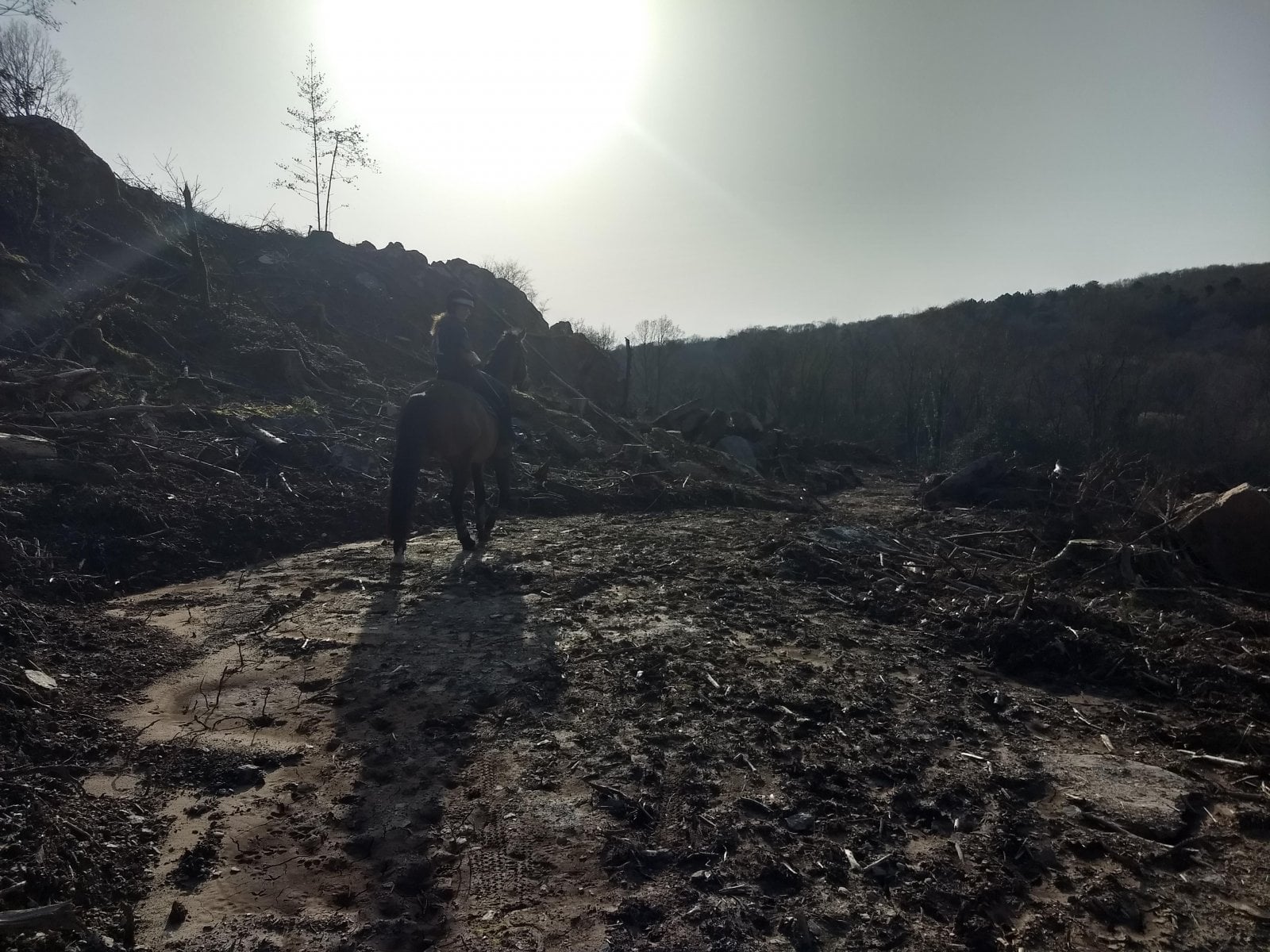 bike park horse.jpg