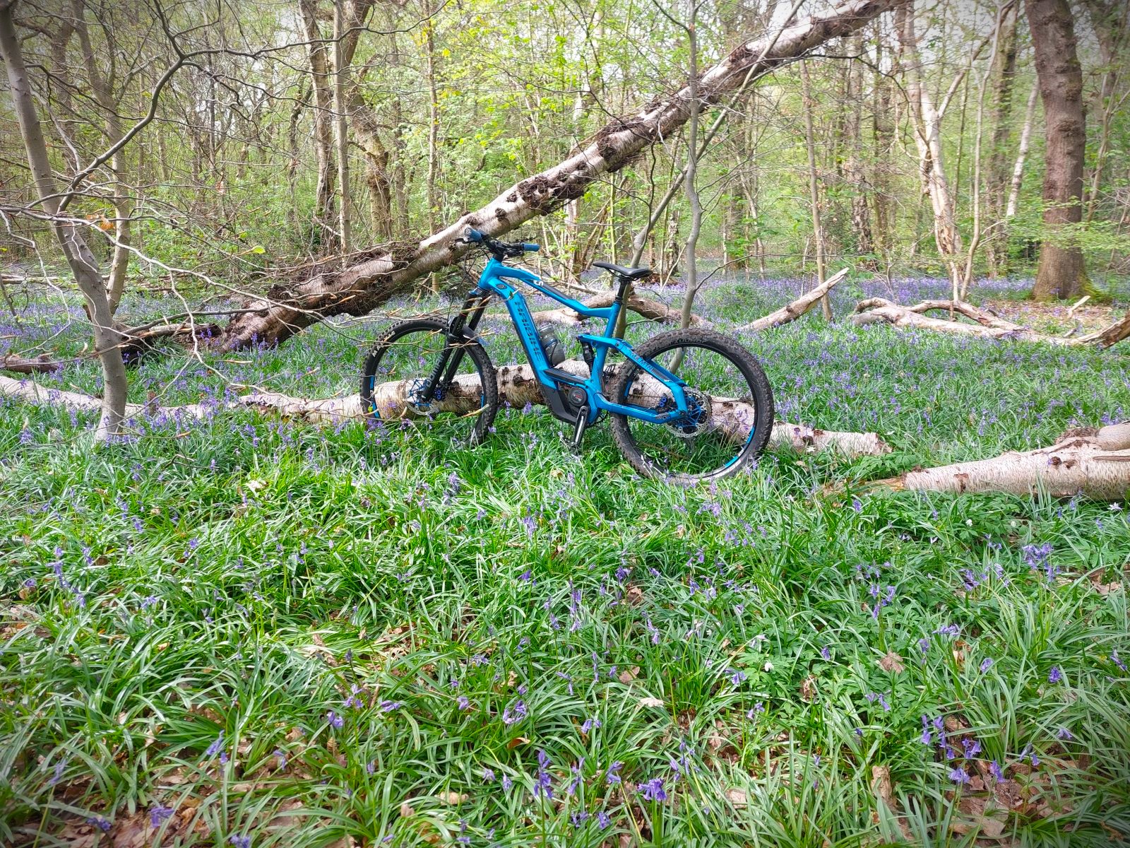 Bluebell resized.jpg