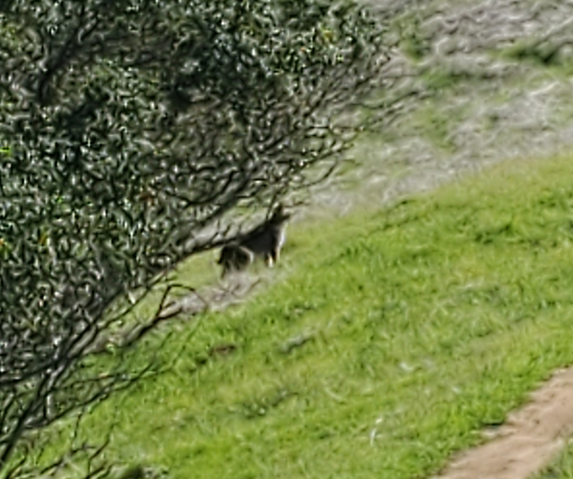 Bobcat-2014-02-27.jpg