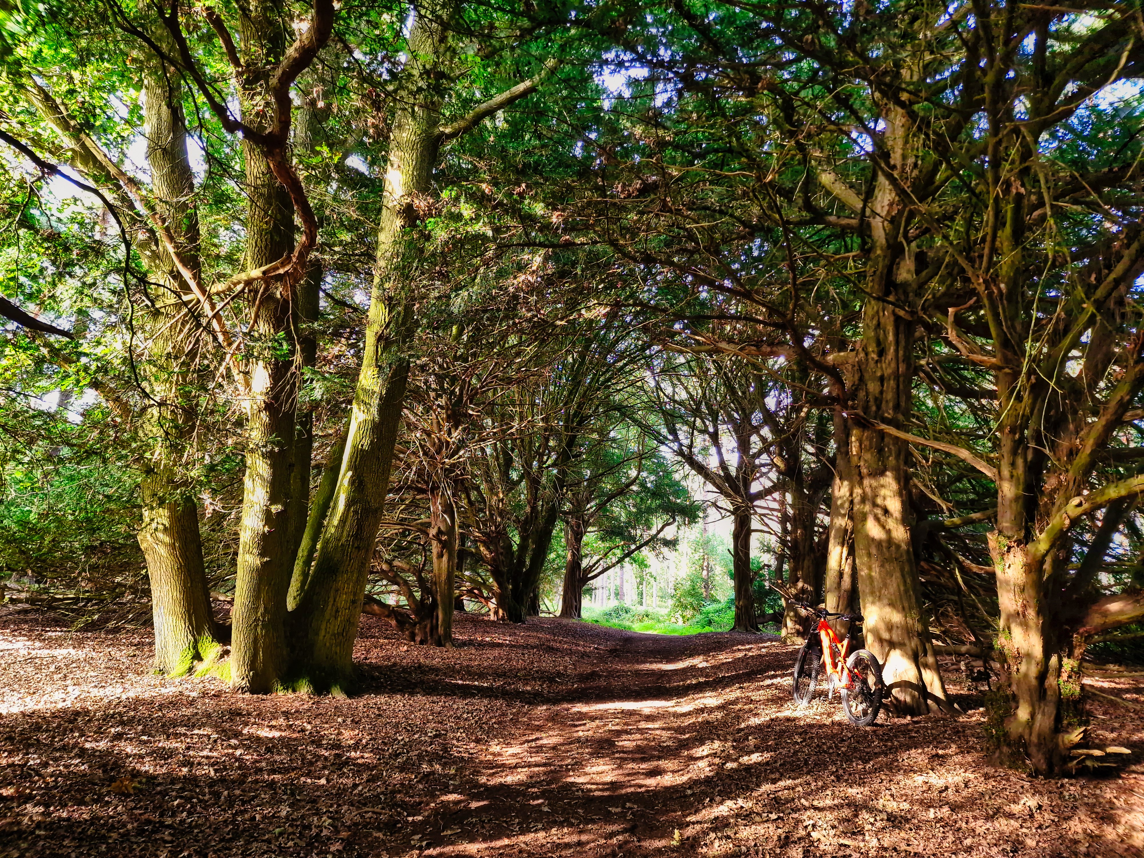 Buckland Warren.jpg