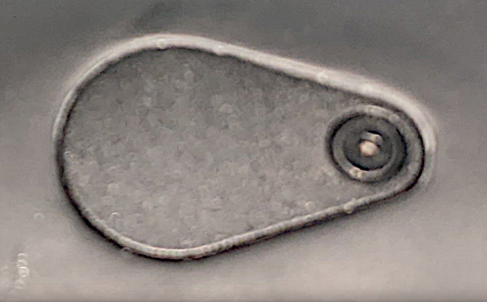 Button.png