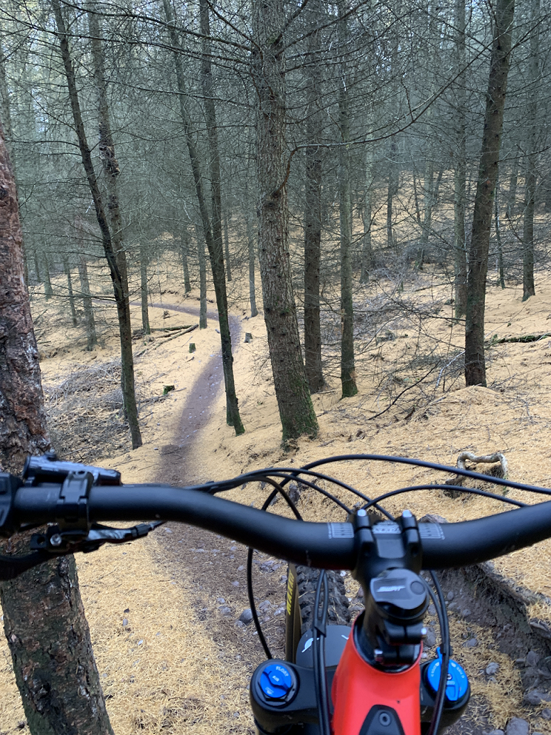 Cannock Pine Needles.png