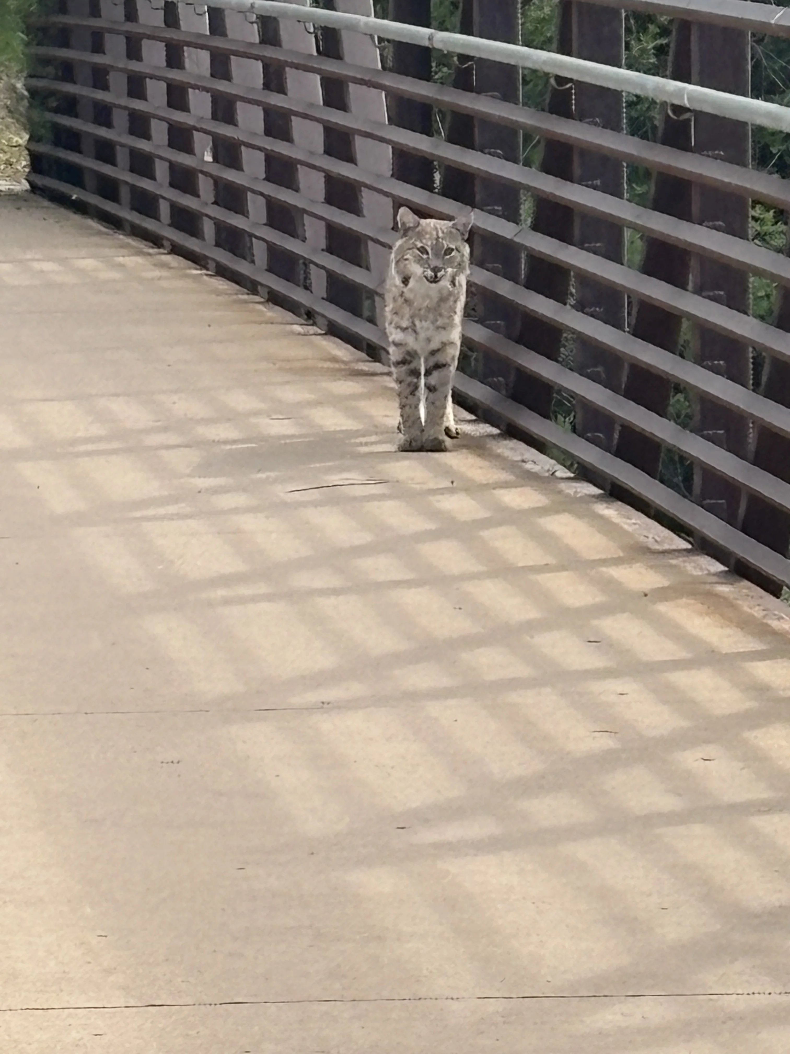 CCSP Bobcat May 2026.webp