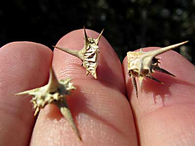 CDA-trail-2011-052-goathead-thorns-ww-1.jpg