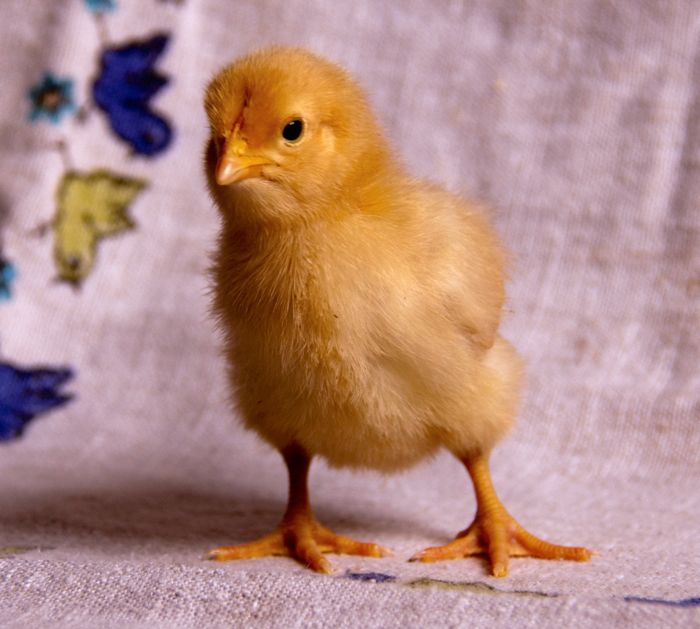 chick.jpg