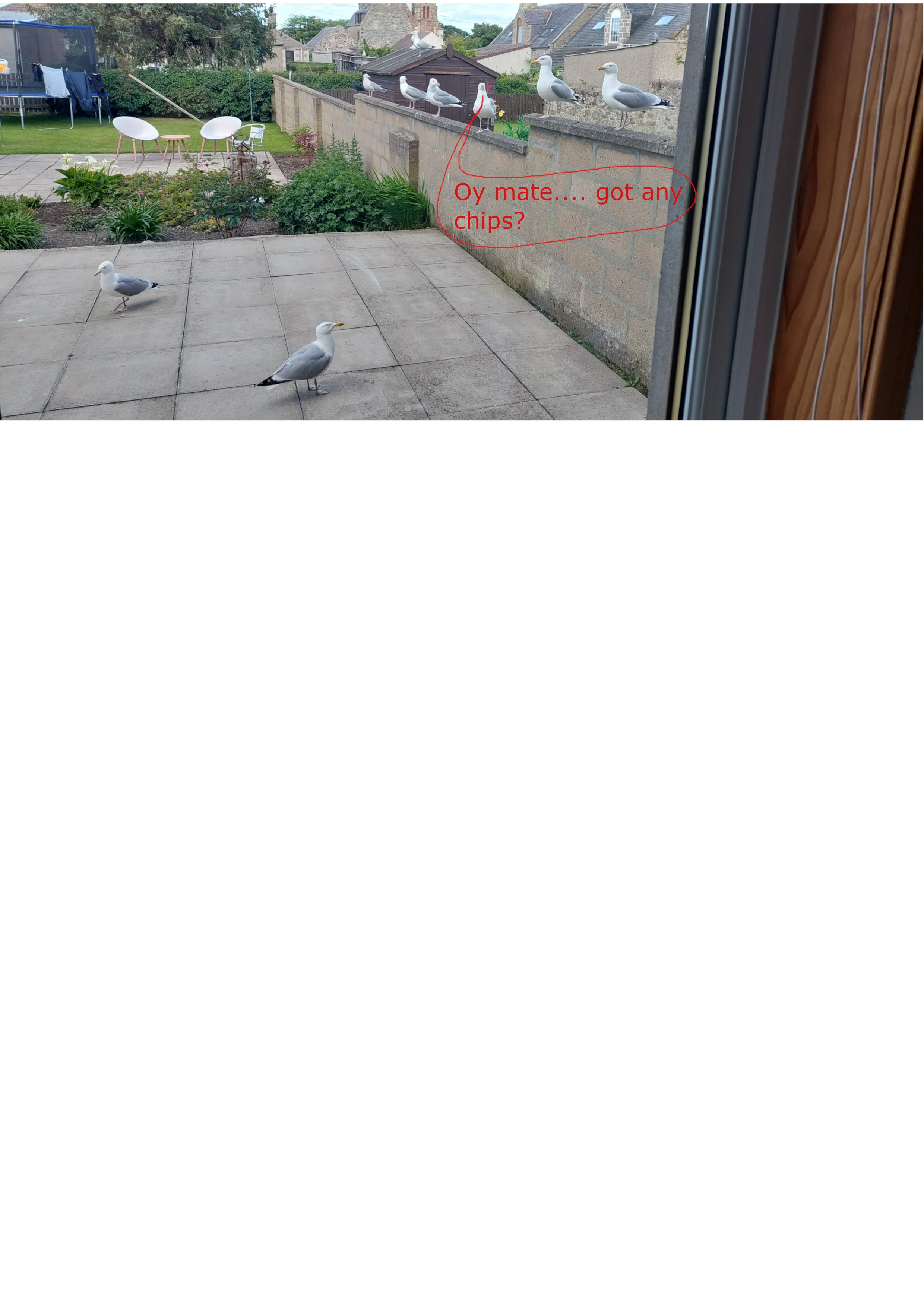 Chipgull.webp