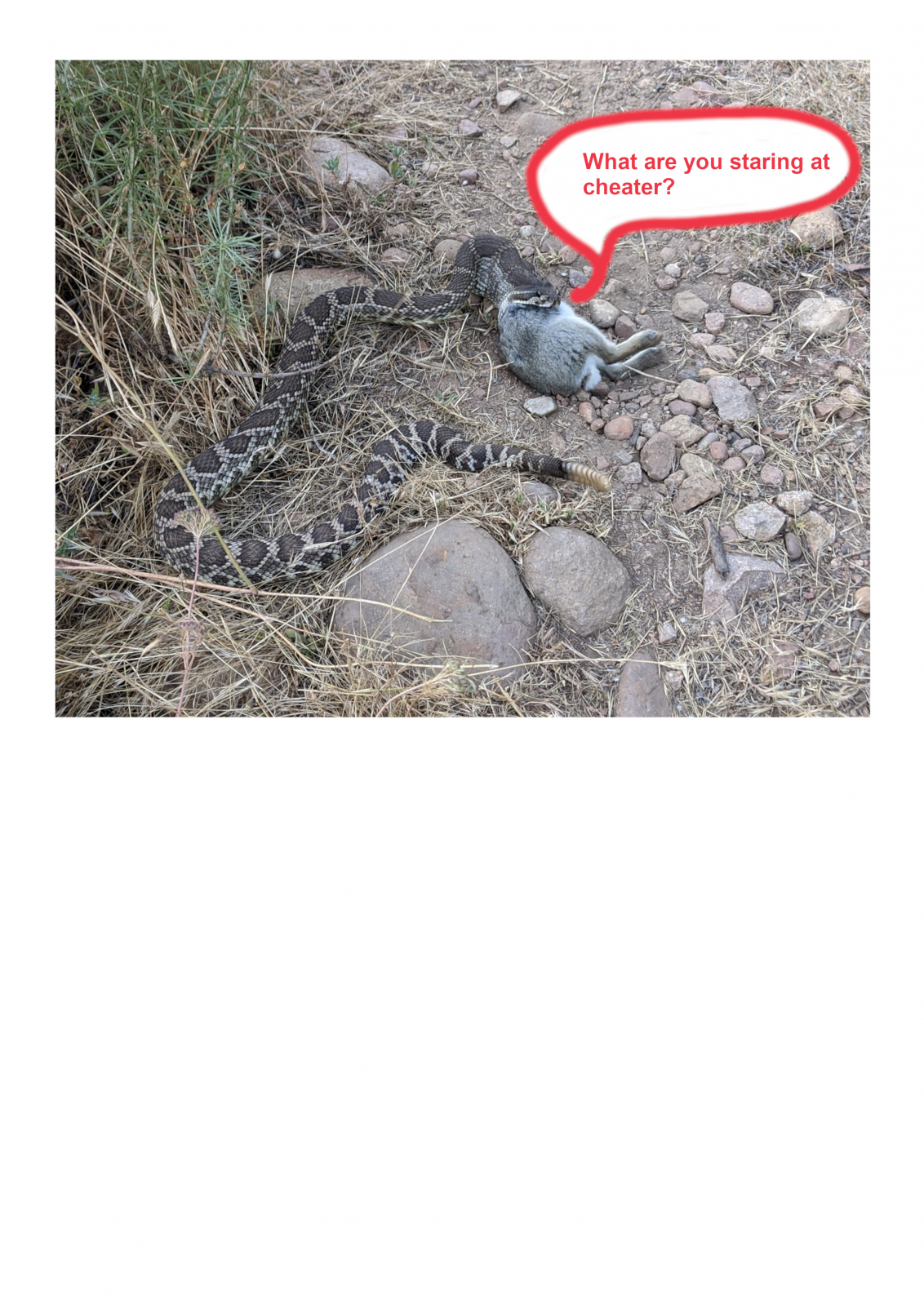 cobra.png