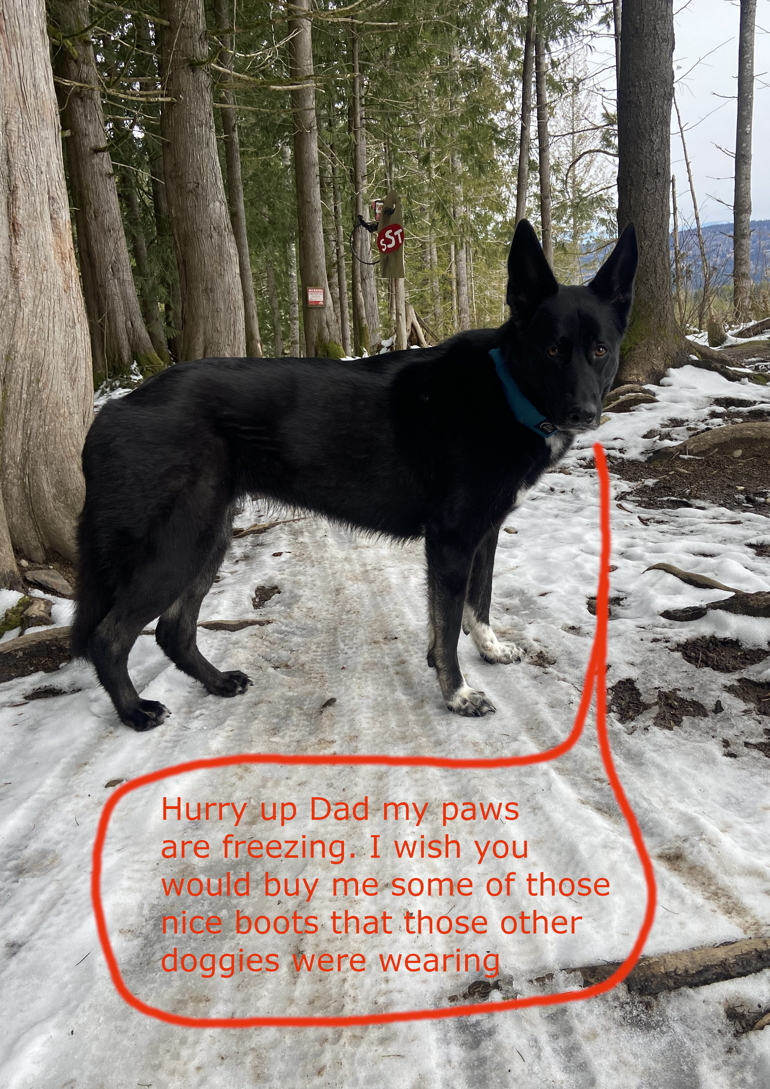 Cold Dog.png