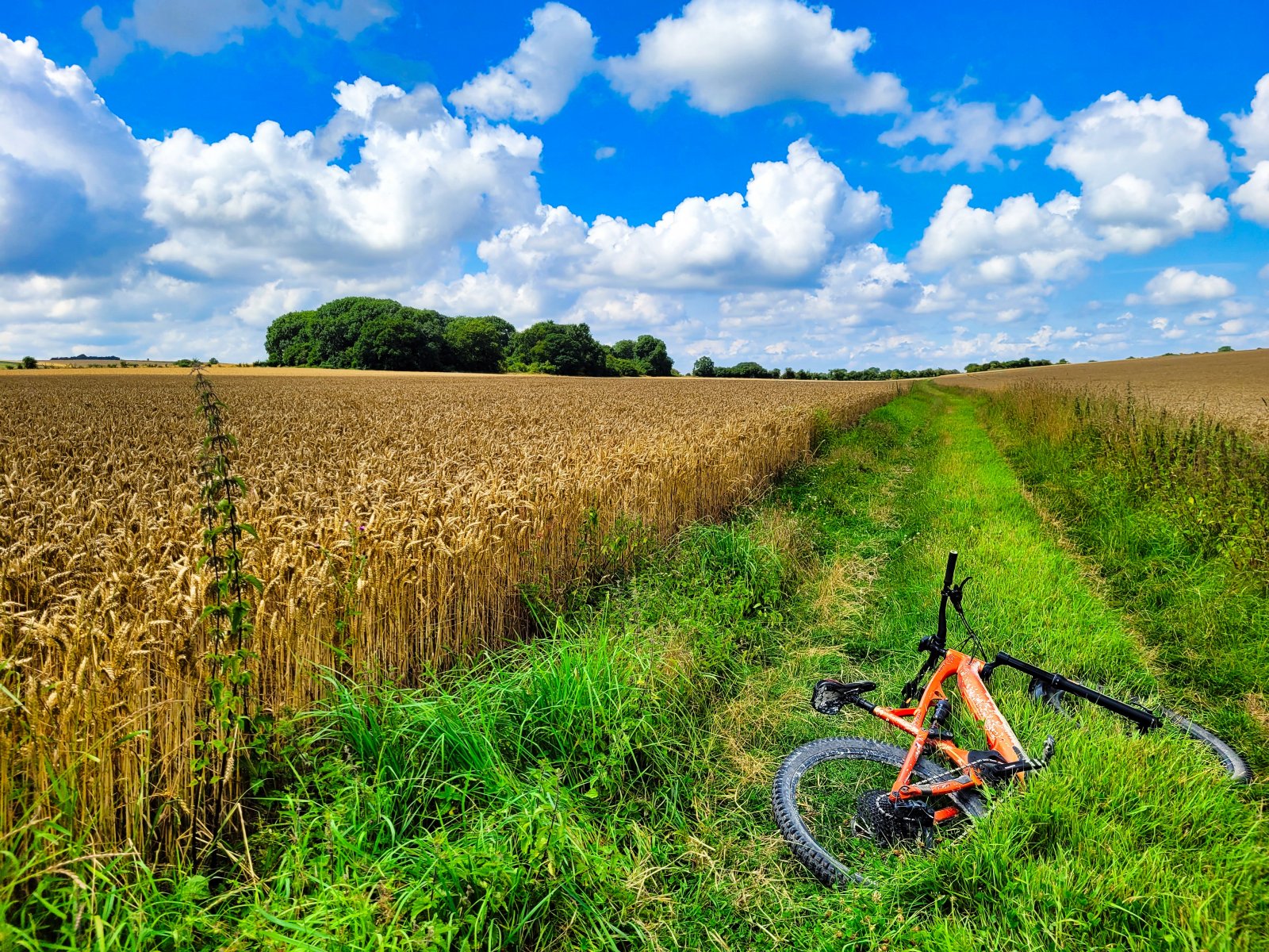 Cornfield.jpeg