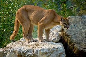 Cougar.webp
