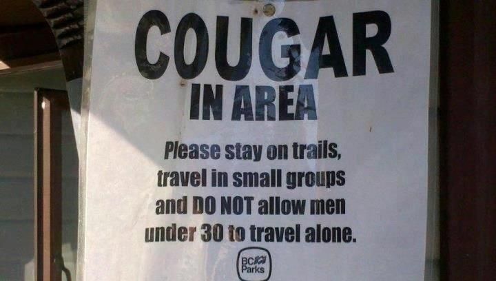 cougar2.jpg