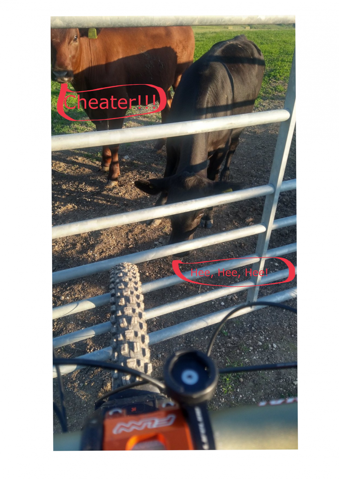 Cow 3.png