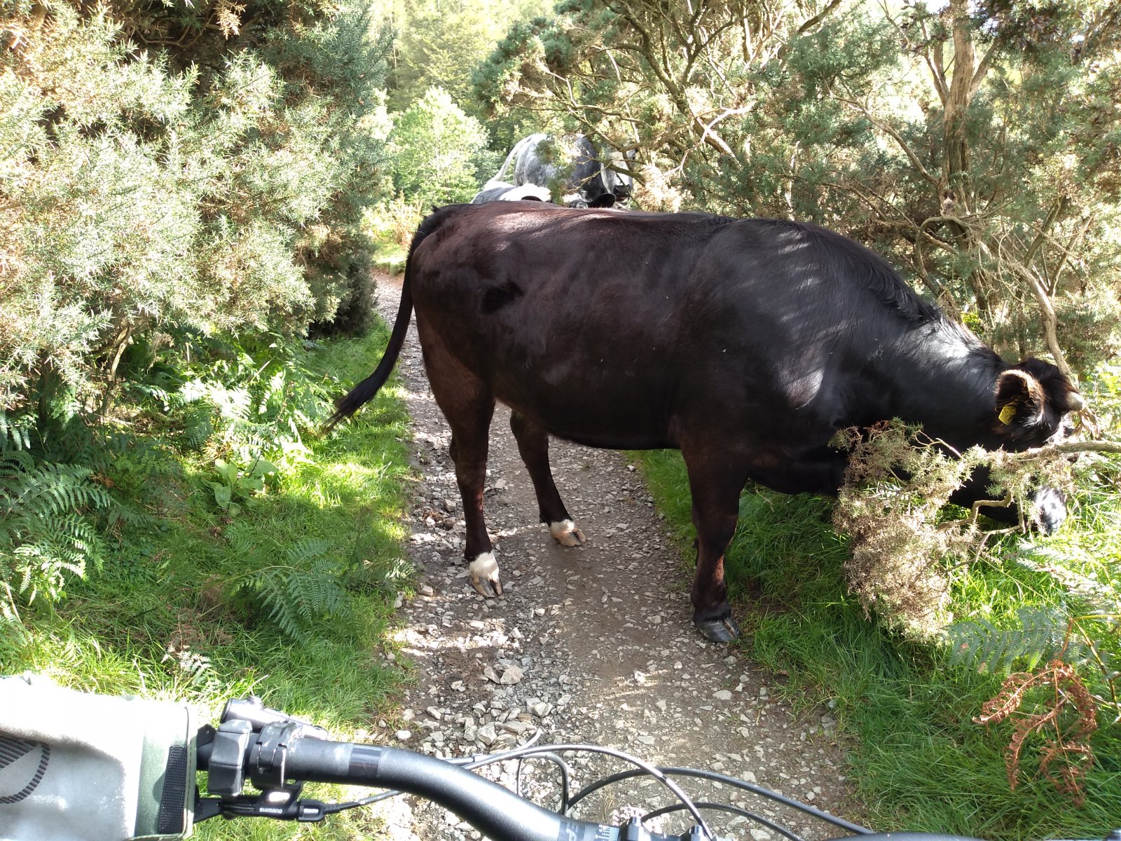 cow.jpg