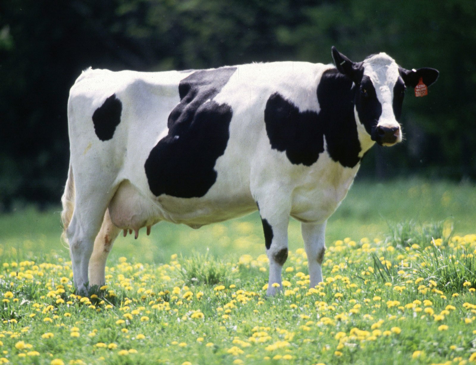 cow.jpg