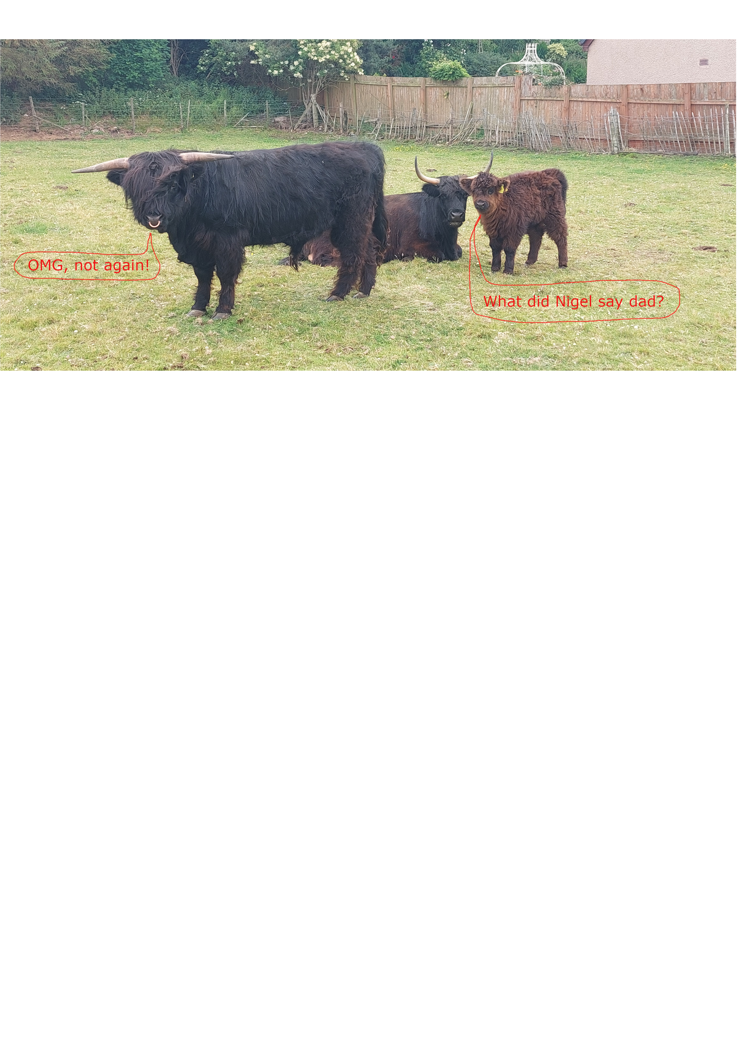 Cows.png