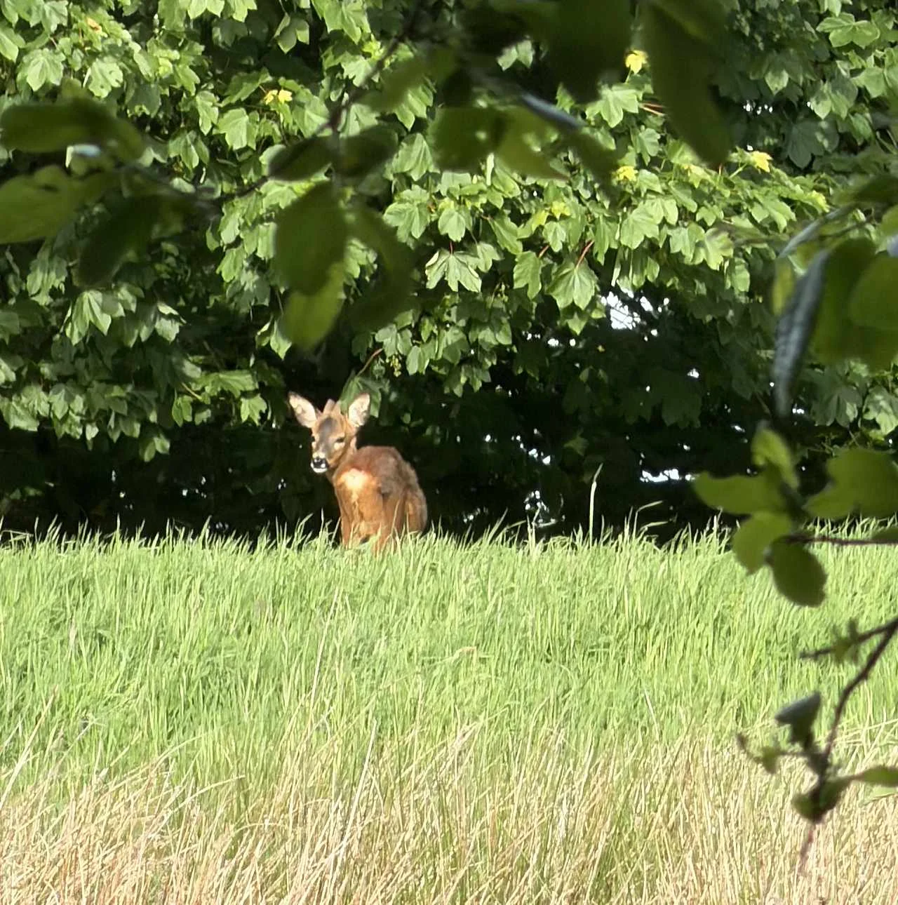 Deer 01.webp