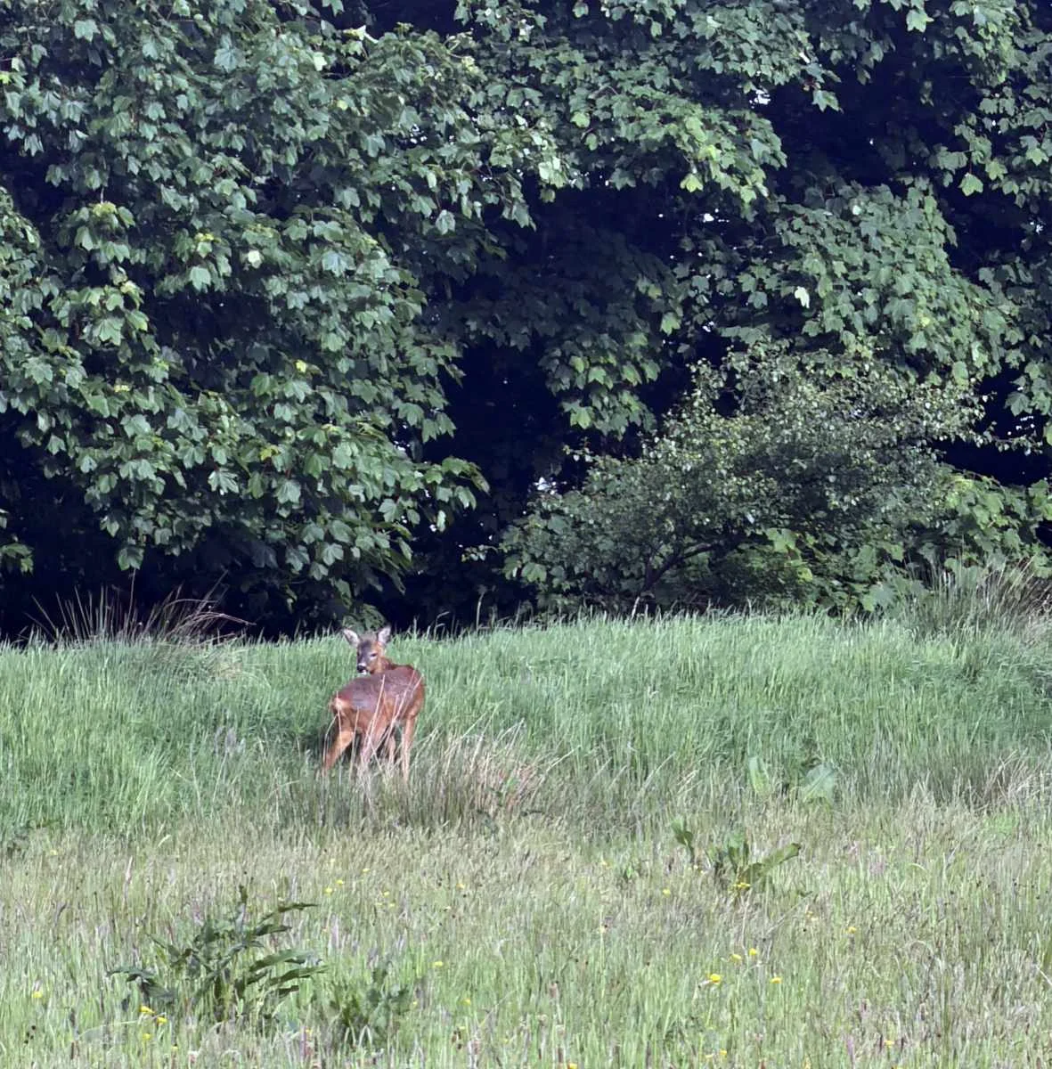 Deer 02.webp