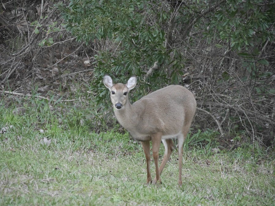 deer.jpg