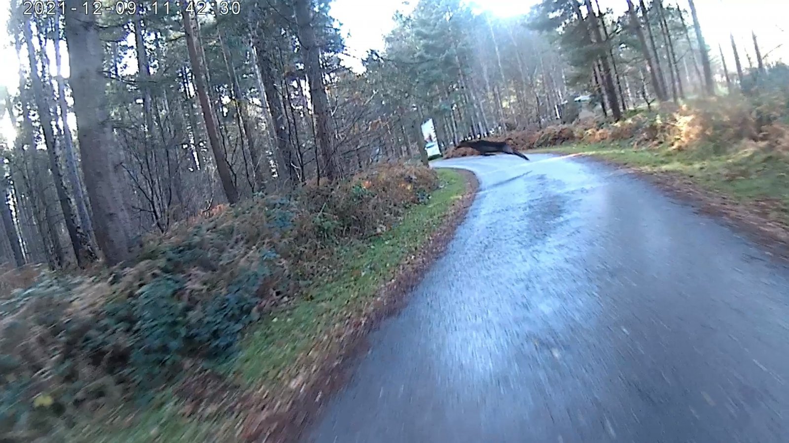 Deer1_Moment.jpg