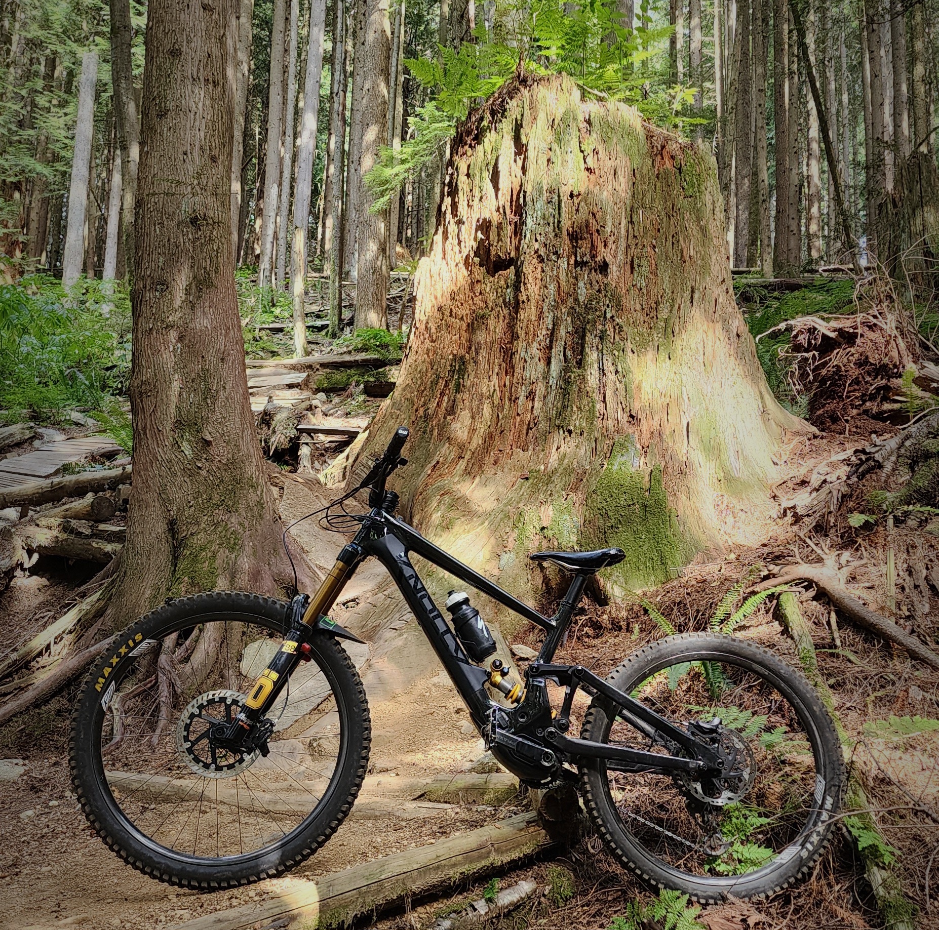 deliverance stump.jpg