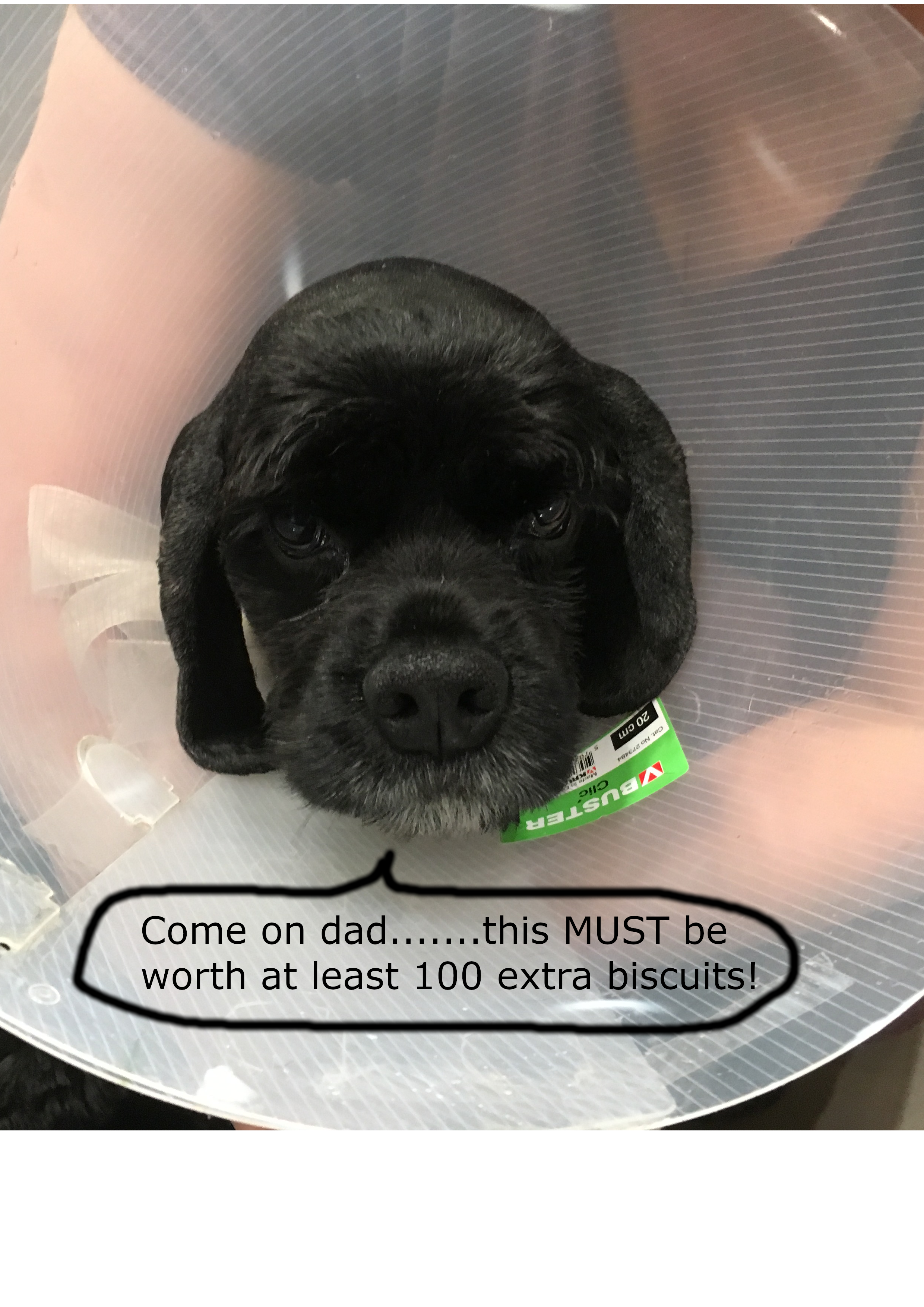 dog cone.png