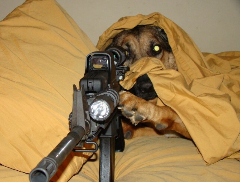 dog with gun.jpg