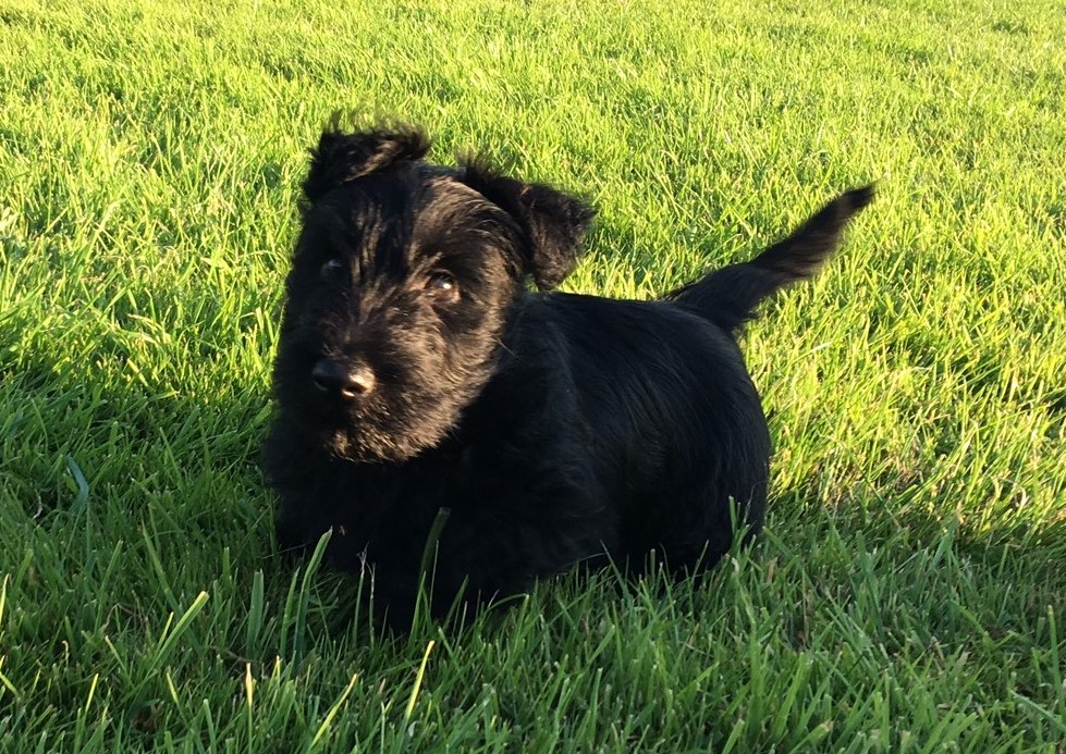 Fergus - Copy.JPG