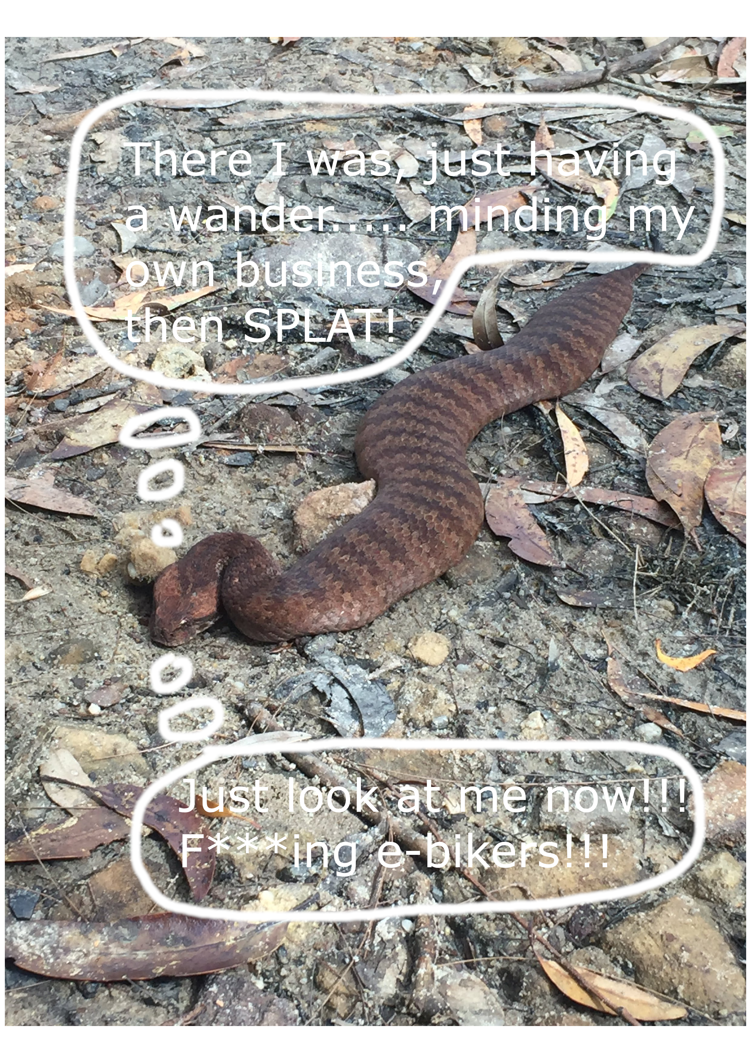Flat snake.png