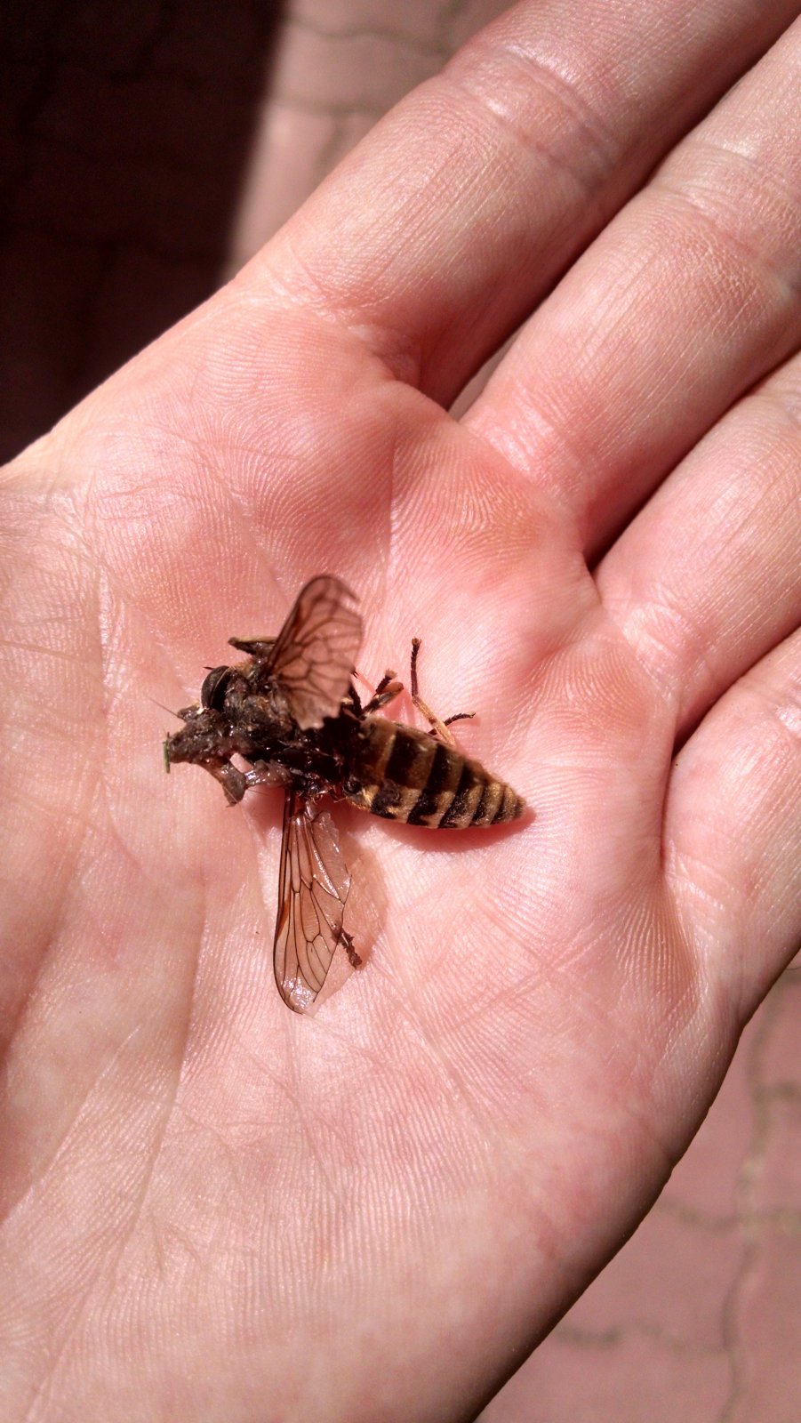 fly.jpg