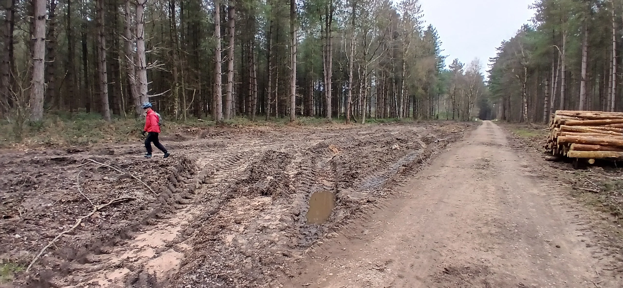 Forest Clearance 2.webp
