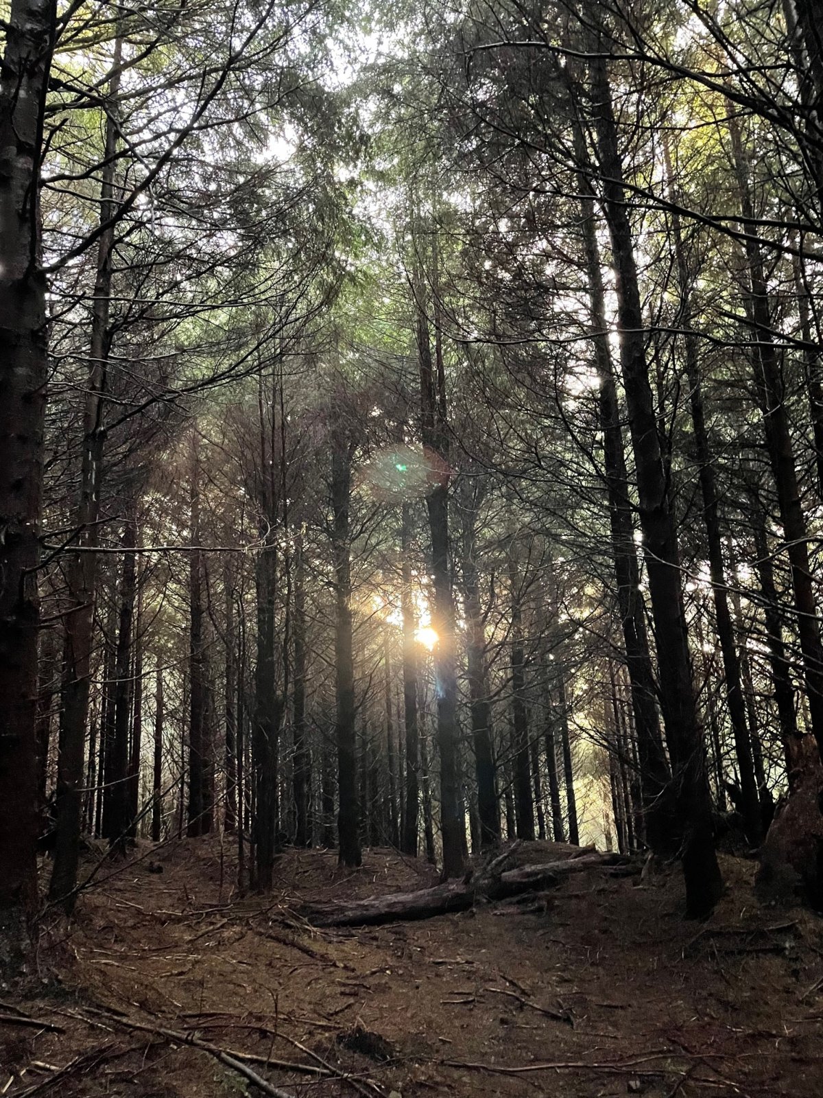 Forest sun.jpg