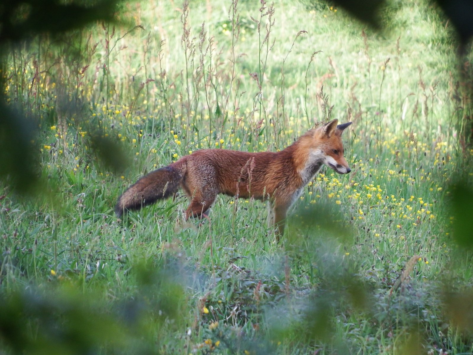 fox.JPG