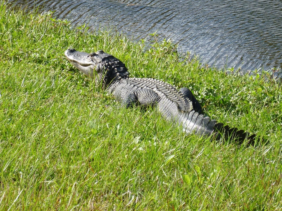 gator.jpg