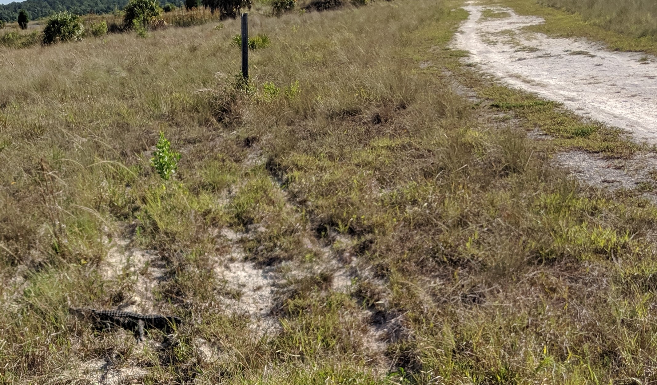 gator trail.jpg