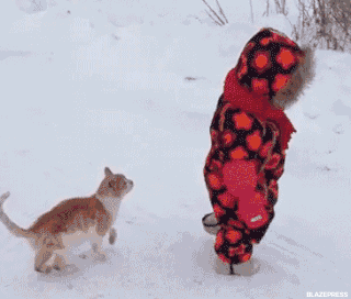 giphy (21).gif