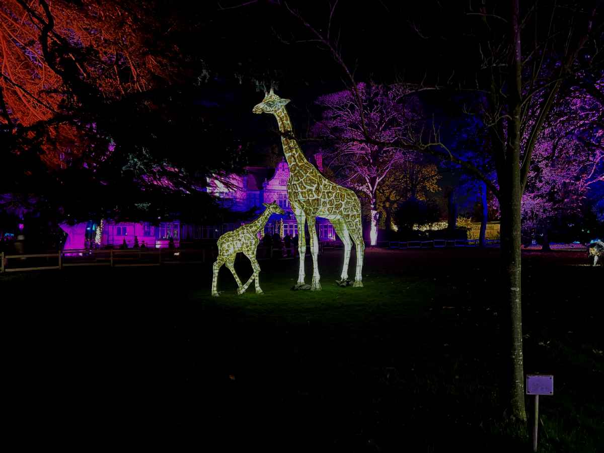 Giraffes.jpg