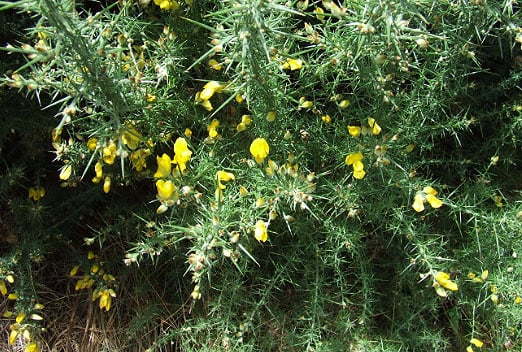 Gorse.jpg
